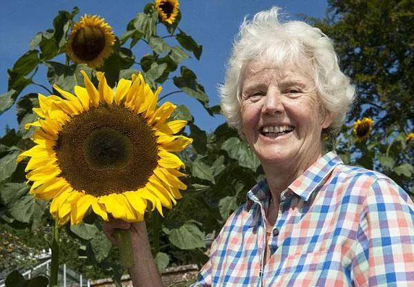女子花盆里种出2.5米高向日葵,究竟是怎么一回事?