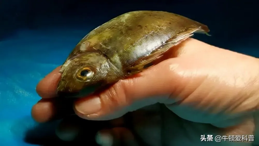 吃鱼手被刺致截肢,究竟是怎么一回事?