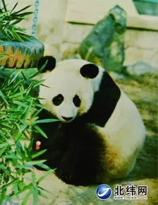 中国不再送日本大熊猫,你知道大熊猫真的只有中国才有吗，就算送出去还是属于中国