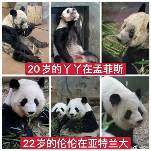 为什么不救熊猫丫丫,中国专家组将赴美调查熊猫乐乐死因,熊猫丫丫的情况也不容乐观