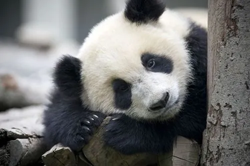 08地震死了多少熊猫,痛心：18岁的大熊猫“团团”走了，国宝们在台北到底经历了什么？