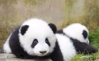 大熊猫的天敌是谁?,没有天敌的大熊猫，是怎么成为濒危动物的？看完别笑