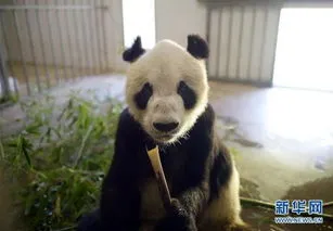 朝鲜大熊猫全死了,早安！世界丨大熊猫抵美50周年啦；朝鲜宣布试射新型战术制导武器
