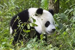 日本养死了几只熊猫了