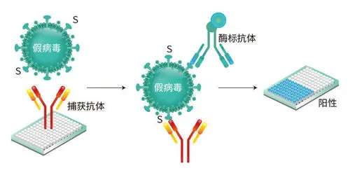 病毒是怎么检测出来的