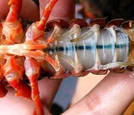 剥小龙虾指甲变黄什么原因 剥小龙虾指甲变黄什么原因呢