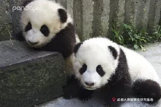大熊猫人脸app 大熊猫人脸表情