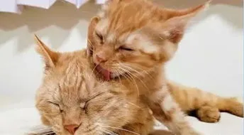 小猫把人当妈妈的五种行为 幼猫一定要跟人睡,不然就一直叫