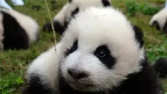 大熊猫大地有几个孩子 大熊猫大地有几个孩子的名字