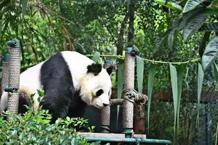 大熊猫双双欣欣 大熊猫双双欣欣为什么不生育
