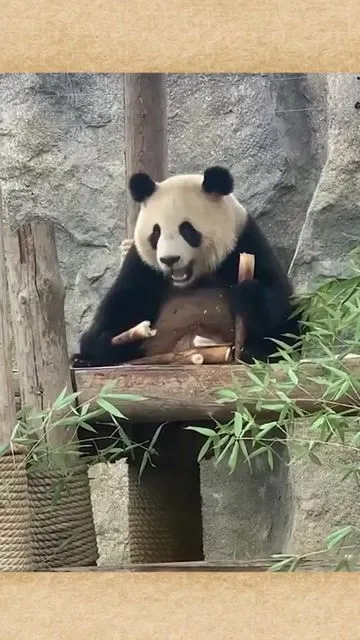 大熊猫能听懂人话吗? 大熊猫能听懂人话吗,为什么