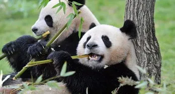 法国的大熊猫 法国的大熊猫叫什么名字