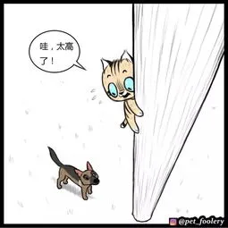 退役军犬和小萌猫 退役军犬和小萌猫的区别