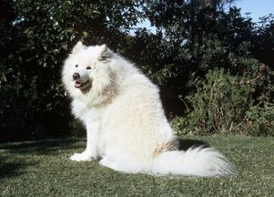 萨摩耶犬多少钱一只,我想买只萨摩耶。一般一只多少钱啊？