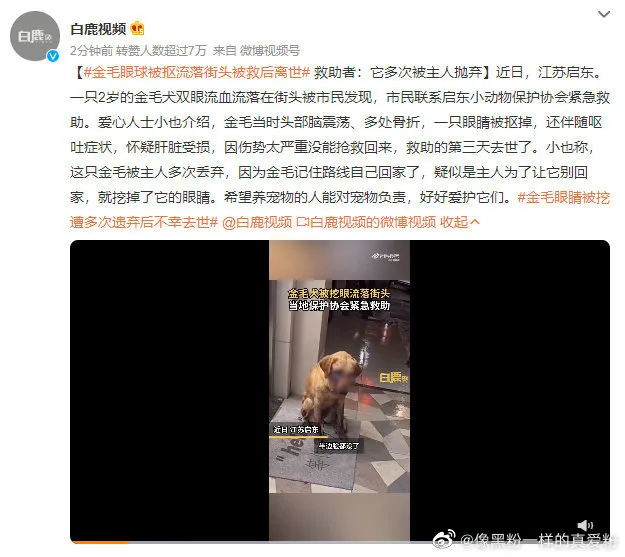 金毛眼球被抠流落街头被救后离世 金毛坠楼身亡 金毛救主人被打死