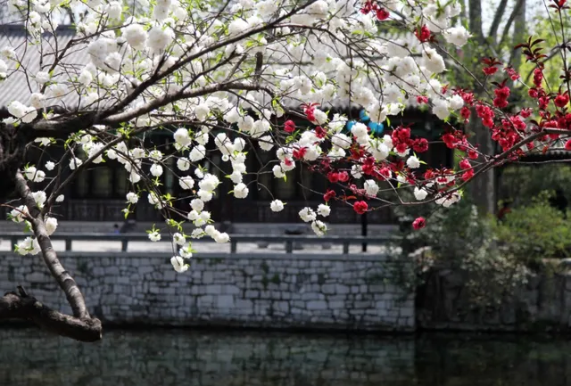 一树梨花压海棠是什么意思  梨花压海棠的全诗 一树梨花压海棠电影