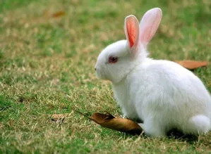 只养一只兔子会孤独吗 兔子适合单独养还是2只