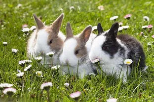 兔子什么举动是认主了 兔子什么举动是认主了视频