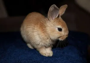 兔子和主人熟是什么表现 兔子能听懂人话吗