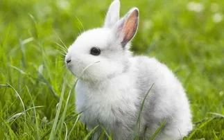 兔子讨厌主人的十种表现 兔子讨厌主人的十种表现应该扔掉它吗