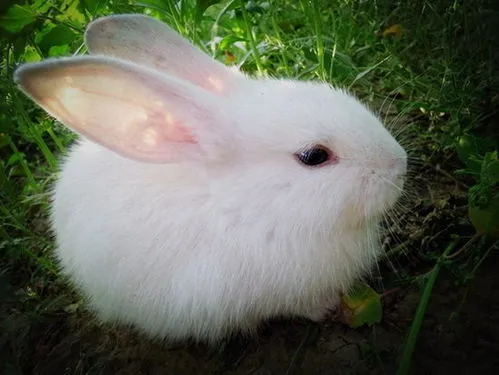 单独一只兔子会无聊吗 单独一只兔子会无聊吗图片