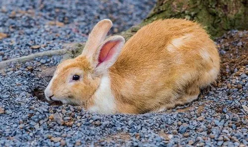 兔子脾气变得暴躁原因 兔子脾气变得暴躁原因是什么