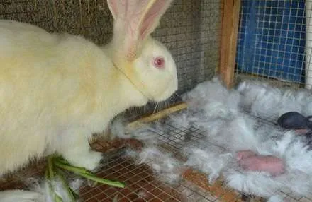 怎样防止母兔吃幼崽 小兔几天可以离开母兔