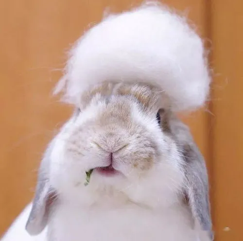 兔子换毛尴尬期图片 兔子脱毛癣图片