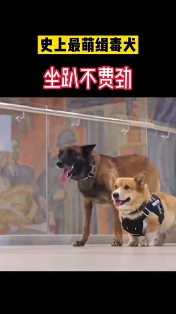 小型缉毒犬 小型缉毒犬种类