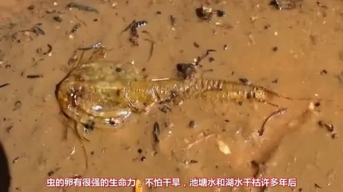 中国食脑虫3人存活 中国食脑虫3人存活多少年