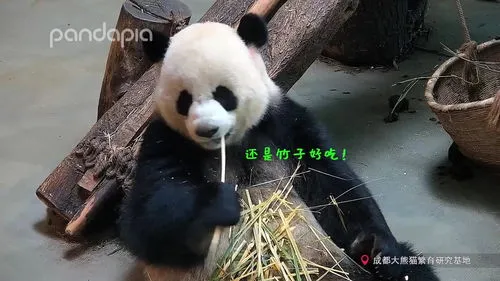 第1只大熊猫在哪里出现 第1只大熊猫在哪里出现的