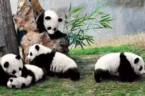 大熊猫的动作特点 大熊猫的动作特点描写