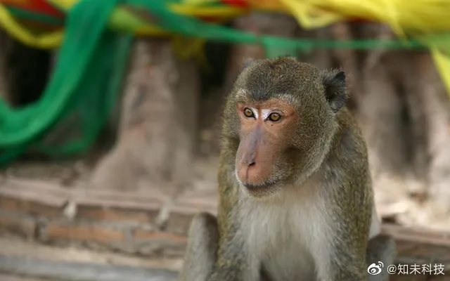 研究表明猴子或将很快到地面生活,猴子还能进化成人吗