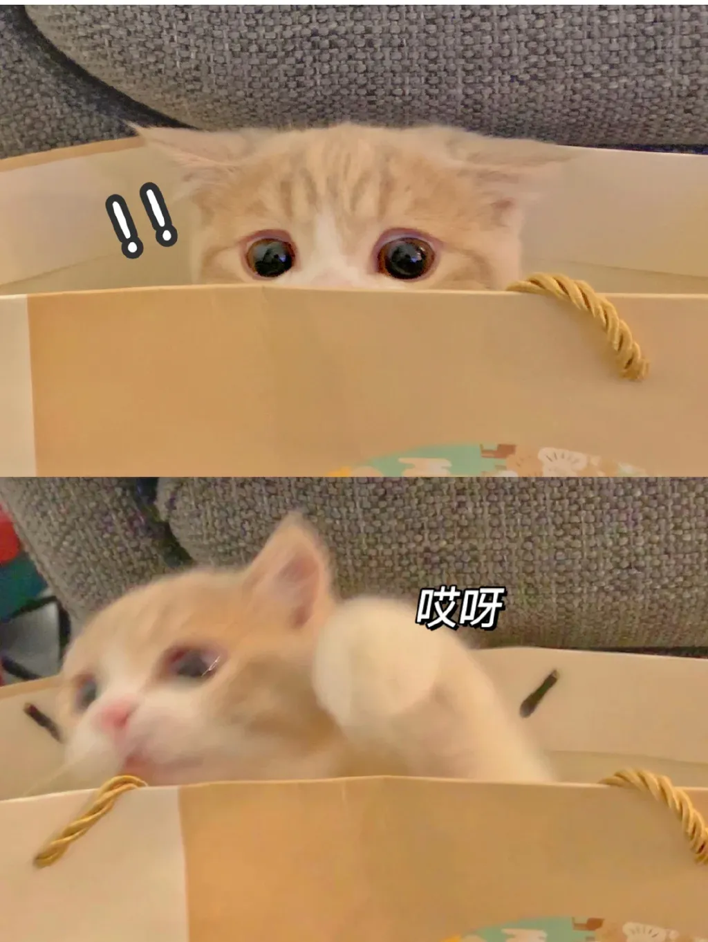 上海女生记录猫咪钻袋子一个月 为什么猫咪喜欢钻袋子