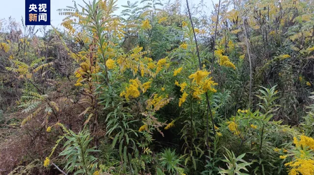 加拿大一枝黄花 加拿大一枝黄花图片 加拿大一枝黄花举报有奖励吗