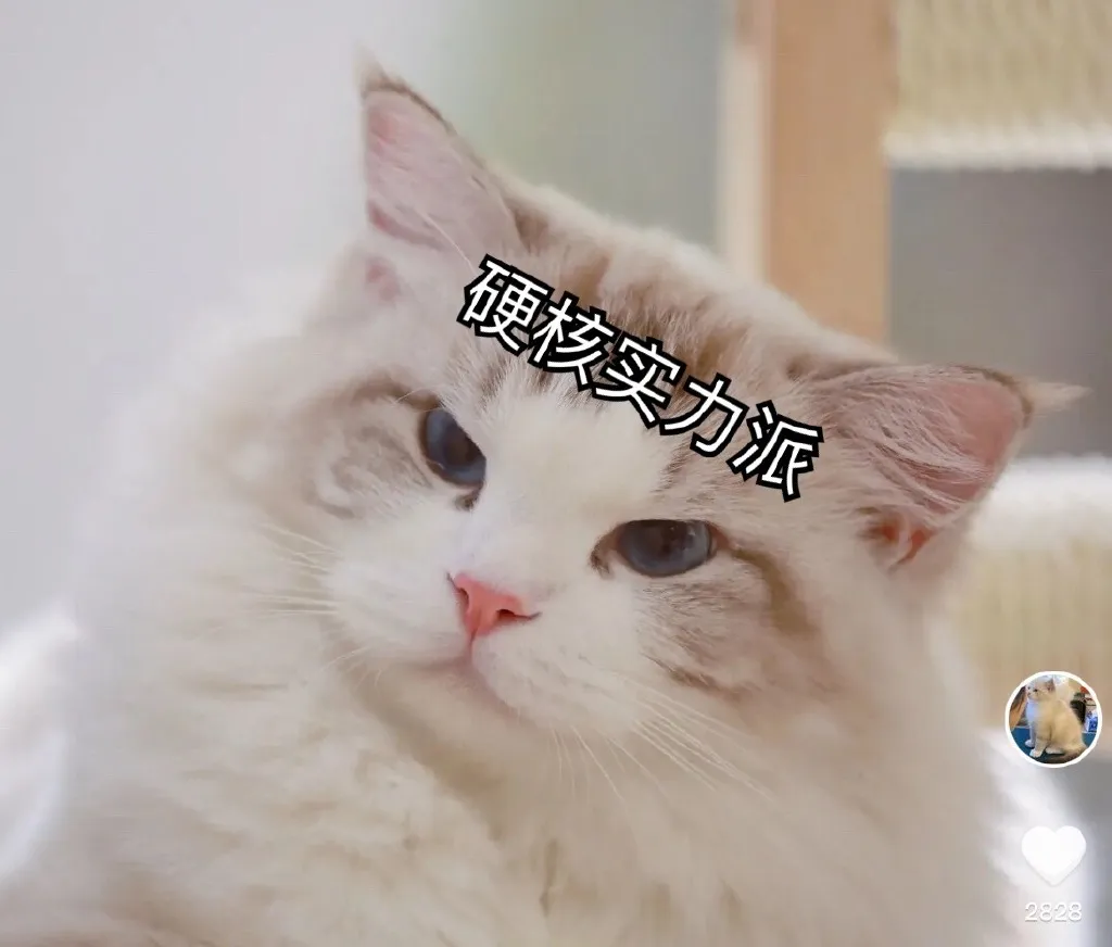 这猫是吃了云南菌子吧  猫有什么菌 猫能吃野生菌之类的吗