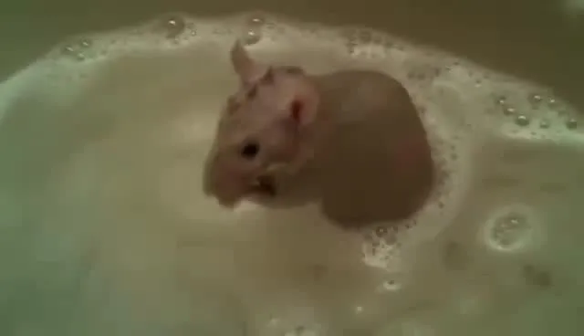 老鼠会给自己洗澡吗 老鼠会给自己洗澡吗视频