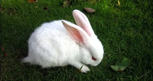兔子为什么一摸脑袋就趴下来 兔子为什么一摸脑袋就趴下来睡觉