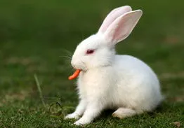 兔子的性格实在有些古怪 兔子的性格实在有些古怪作文60字