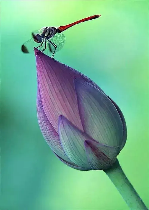 蜻蜓在荷花上 蜻蜓在荷花上干嘛