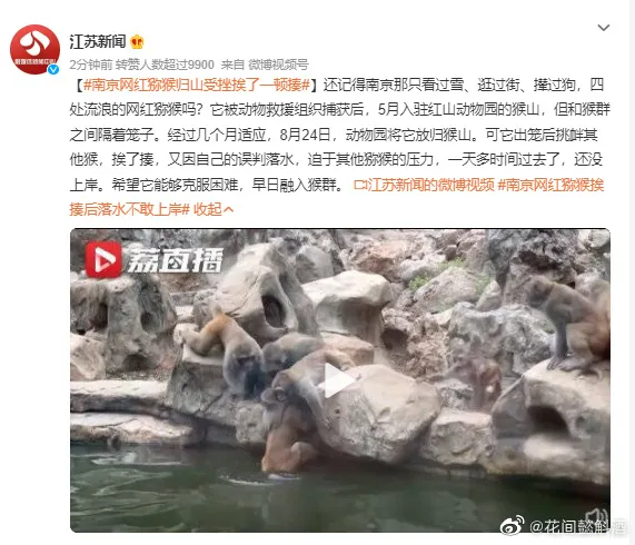 南京网红猕猴归山受挫挨了一顿揍  南京网红猴哥 南京红山动物园猴山