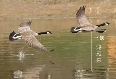 白露节气图片 白露节气的图片和文字 白露带字图片