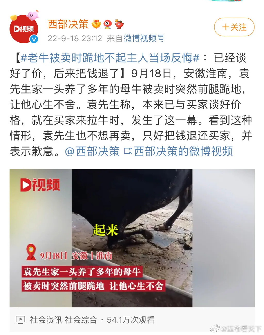 老牛被卖时跪地不起主人当场反悔 老牛被卖时跪地不起 牛被杀前为什么会下跪