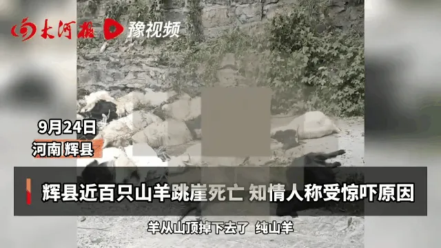 河南辉县近百只山羊跳崖 河南辉县近百只山羊接连跳崖坠亡 画面看着太血腥了