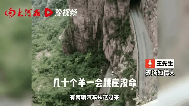 河南辉县近百只山羊跳崖 河南辉县近百只山羊接连跳崖坠亡 画面看着太血腥了