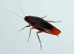 怎么防止蟑螂爬到床上 怎么防止蟑螂爬到床上风油精