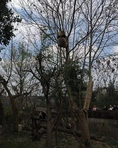 熊猫爬树需要多少分钟 熊猫爬树需要多少分钟百度百科
