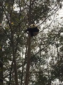 熊猫为什么爱爬树爬那么高 有从树上摔死的熊猫吗