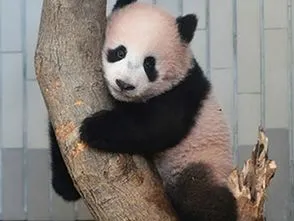 香香熊猫最新消息 日本香香熊猫最新消息