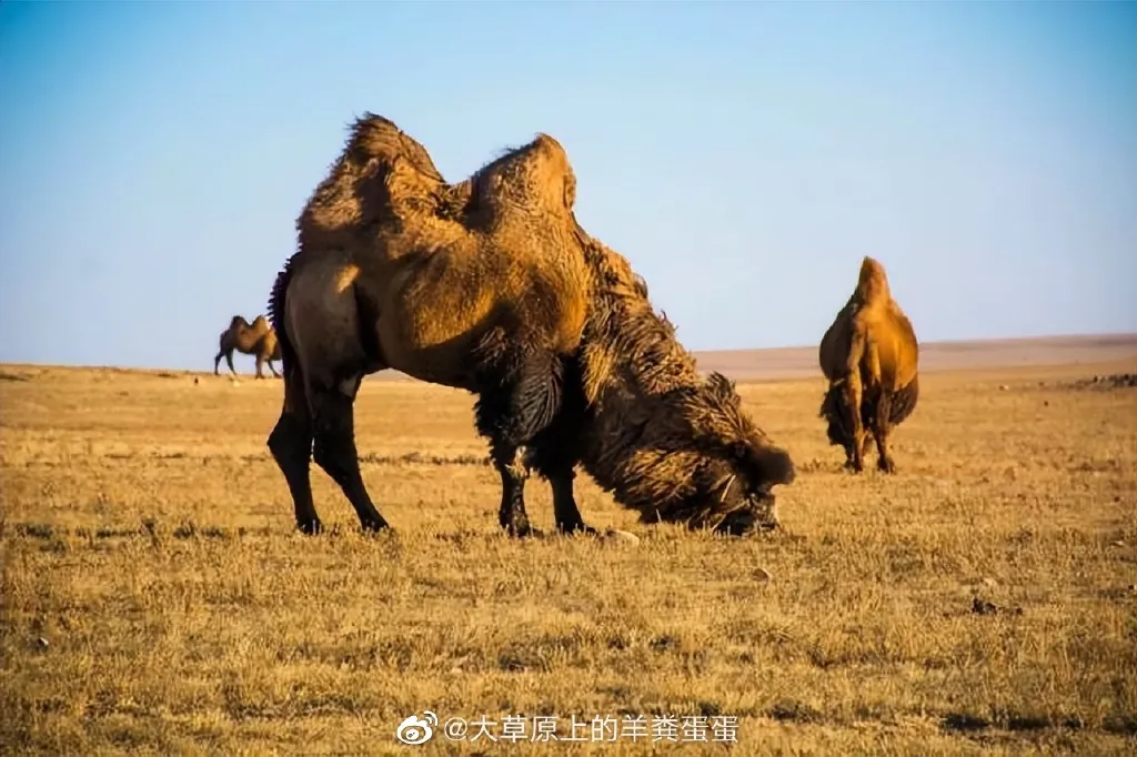 内蒙古一景区骆驼鼻子上插木棍怎么回事 内蒙古一景区骆驼鼻子上插木棍是真的吗